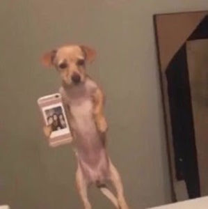 Meet your Posher, Chase